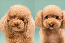 Učitajte sliku u preglednik galerije, Mašinica za šišanje pasa